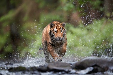 siberian tiger, panthera tigris altaica, low angle photo in direct view, running in the water directly at camera with water splashing around. attacking predator in action. tiger in taiga environment.