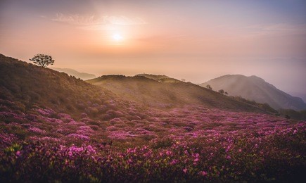 beautiful royal azaleas hill on sunset in south republic korea, fesitval of royal azalea blossom in hwang-mae mountain.