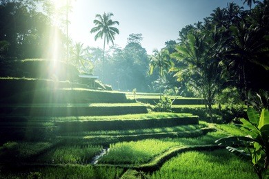 tegalalang rice terrace, bali, indonesia