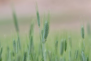 spikes of wheat in a landscape