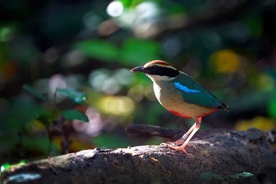 fairy pitta in nature