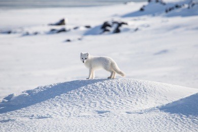 arctic fox, spitsbergen