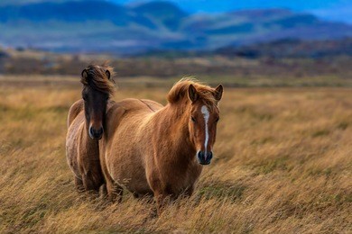 icelandic horses, iceland