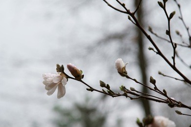 magnolia flower in bloom in the spring season in rain.