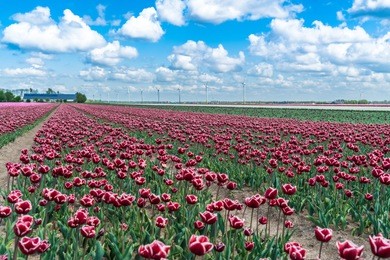 field with purple tulips in the netherlands