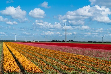field with orange tulips in the netherlands