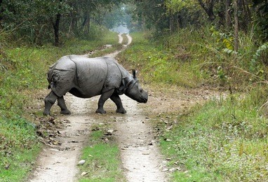 rhino crossing a jungle road in chitwan national park, nepal