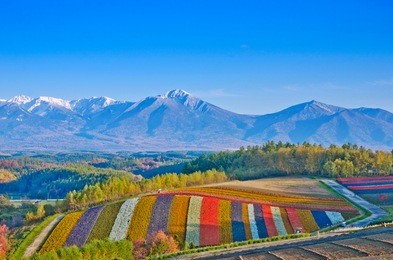panoramic flower gardens shikisai hill in biei, japan.