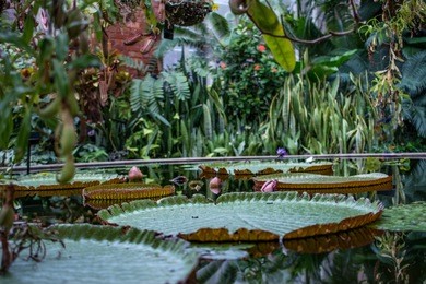 gigantic water lily pad in winter gardens, auckland domain, new zealand
