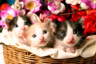 kitten in the basket
