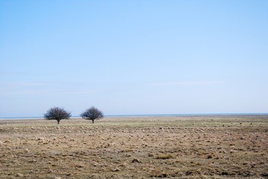two lone trees in a great plain grassland by ottenby on the island oland in sweden