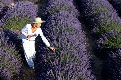 woman in the lavender fields