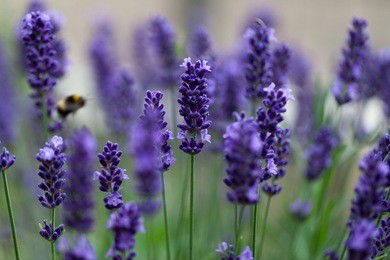 lavender flowers