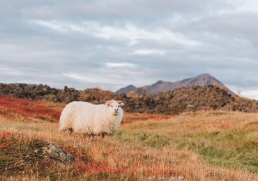 icelandic sheep on a pasture in iceland with a mountain in the background