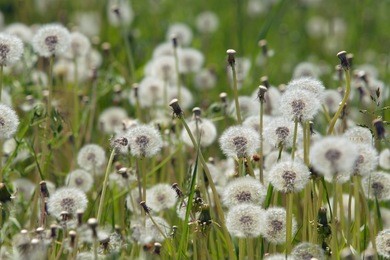 field of blomming dandelions.