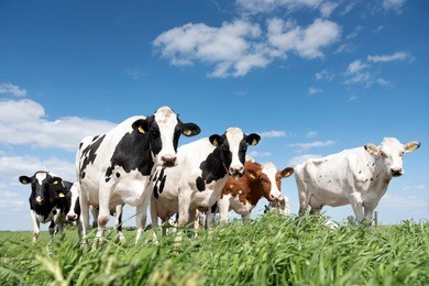 black and white cows in green grassy summer meadow under blue sky near amersfoort in the netherlands