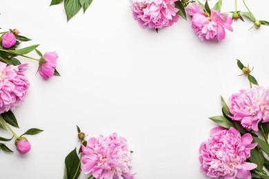 flowers composition. frame made of pink peony flowers on white background. flat lay, top view.