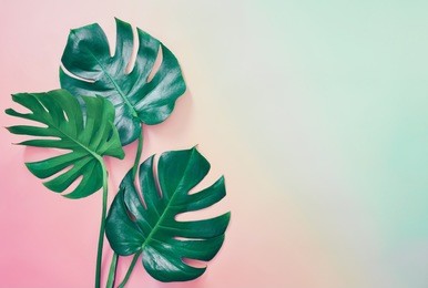 summer tropical background with a space for a text, flat lay, view from above