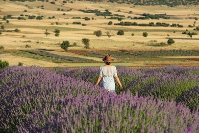 young woman walking through the lavender bush in village