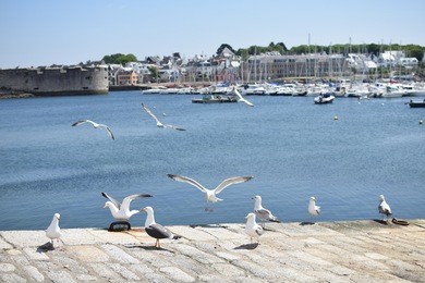flying seagulls with the boat on the sea and city view