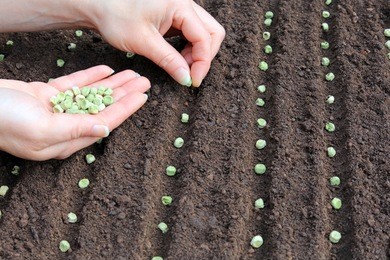 sowing a pea seed by hand into rows in prepared soil