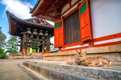 deer at todaiji temple in nara,  japan