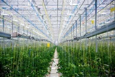 rows of plants growing inside big industrial greenhouse. industrial agriculture background.