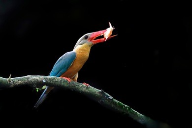  stork-billed kingfisher in nature