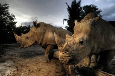 white rhinoceros