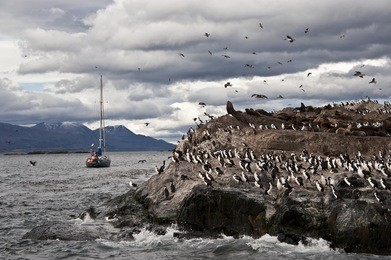 king cormorant colony sits on an island in the beagle channel. sea lions are visible laying on the island as well. tierra del fuego, argentina - chile