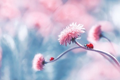 two ladybugs on a pink spring flower against blue background. artistic macro image. concept spring summer. free space.