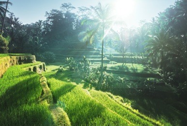 tegalalang rice plantation terrace, bali, indonesia. 