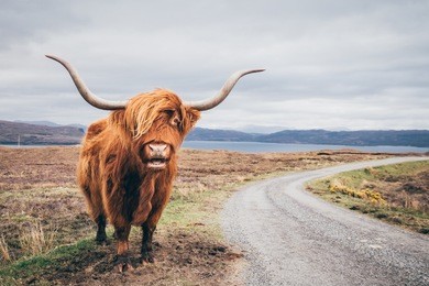 an highland cow with a very long tuft of reddish hair watch straight in the camera near a gravel road