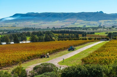 vineyard and tractor trailers at work in the region of stellenbosch and cape town, famous for its wine production, south africa.