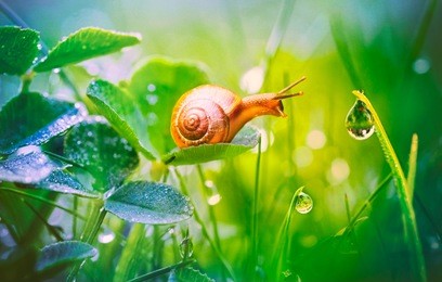beautiful lovely snail in grass with morning dew, macro, soft focus. grass and clover leaves in droplets of water in spring summer nature. amazingly cute artistic image of pure nature.