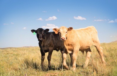 a cute palomino charolais crossbred calf and a black angus calf hanging out together in a summer pasture. 
