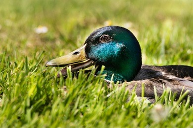 handsome drake quacking