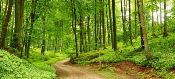 panorama of a path through a lush green summer forest