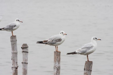 seagulls standing on bamboo