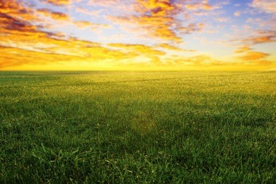 green grassland in the morning sunrise.