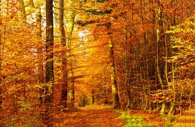 autumn forest road landscape. forest road in autumn season. golden autumn view