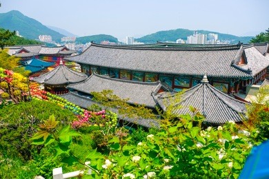 view of samgwangsa temple in busan city of south korea. thousands of paper lanterns decorate samgwangsa temple in busan, south korea for buddha's birthday.