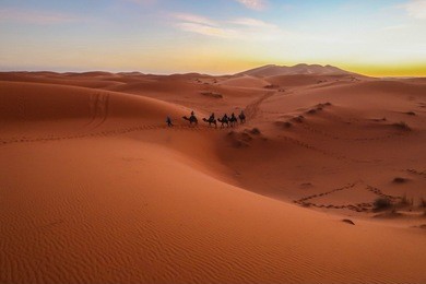tourists ride camels train in desert during sunset, summers at shapotou tourism area , china.