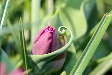 purple tulip flower.beautiful purple tulip close-up. tulips in spring at the garden. nature background. tulip flower background.