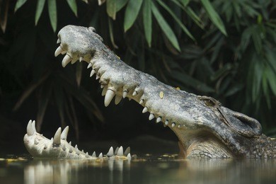 crocodile head