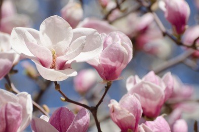 beautiful magnolia tree blossoms in springtime. bright magnolia flower against blue sky. romantic floral background.
