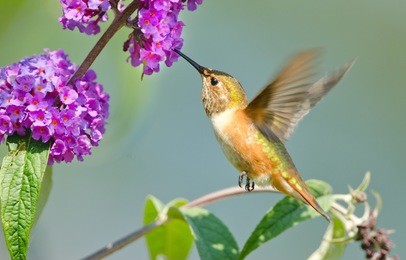 rufous hummingbird feeding on butterfly bush flower
