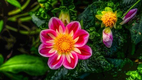 flowers for a special day