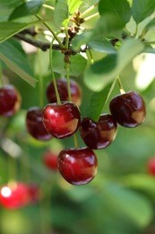 cherries hanging on a cherry tree branch