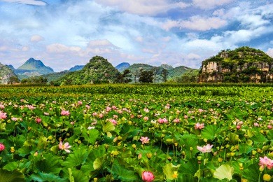 china yunnan puzhehei lotus pond
photographed in august 2017